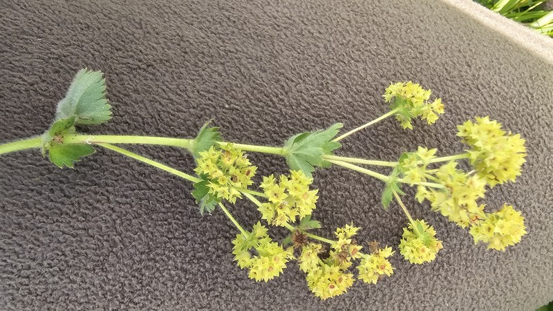 Alchemilla gibberulosa photo 4
