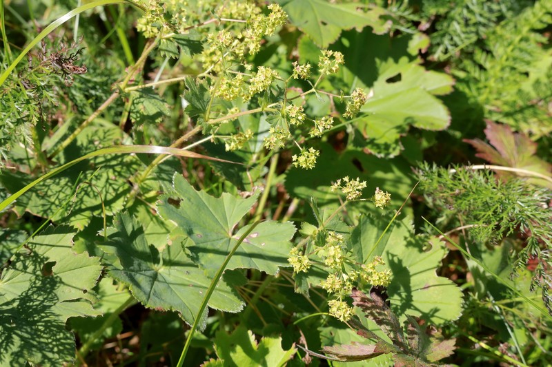 Alchemilla gibberulosa photo 5