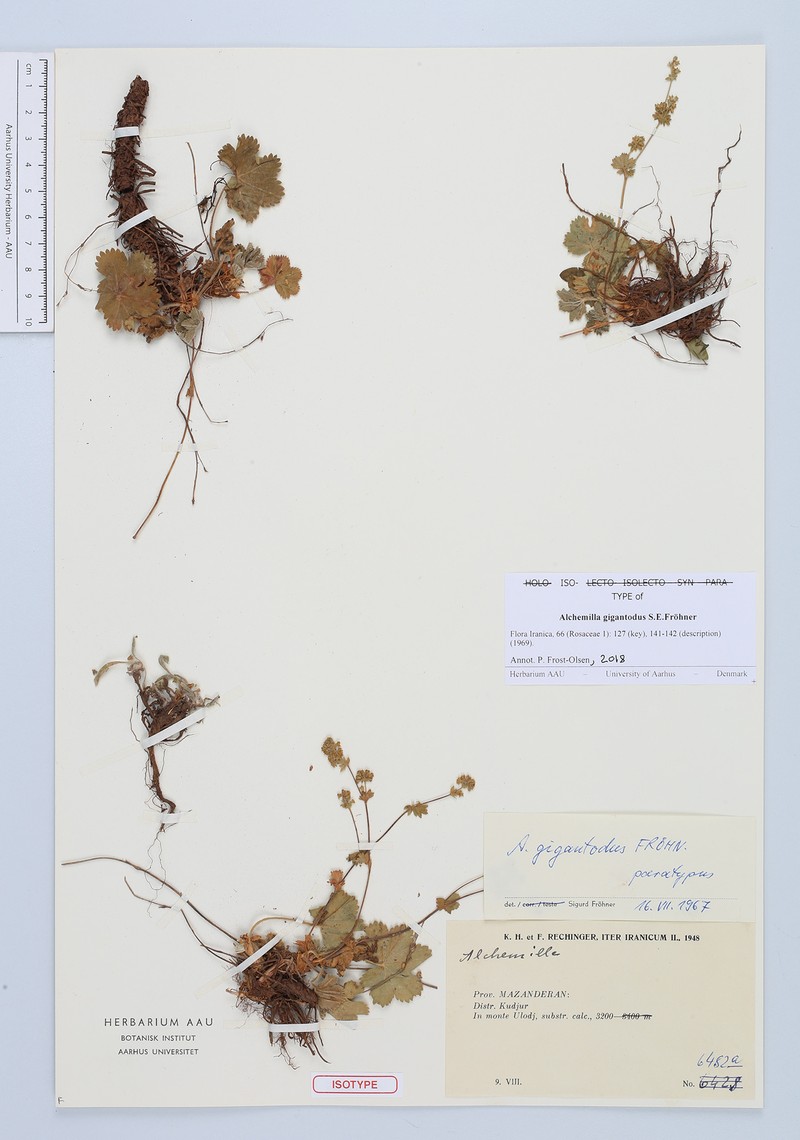 Alchemilla gigantodus
