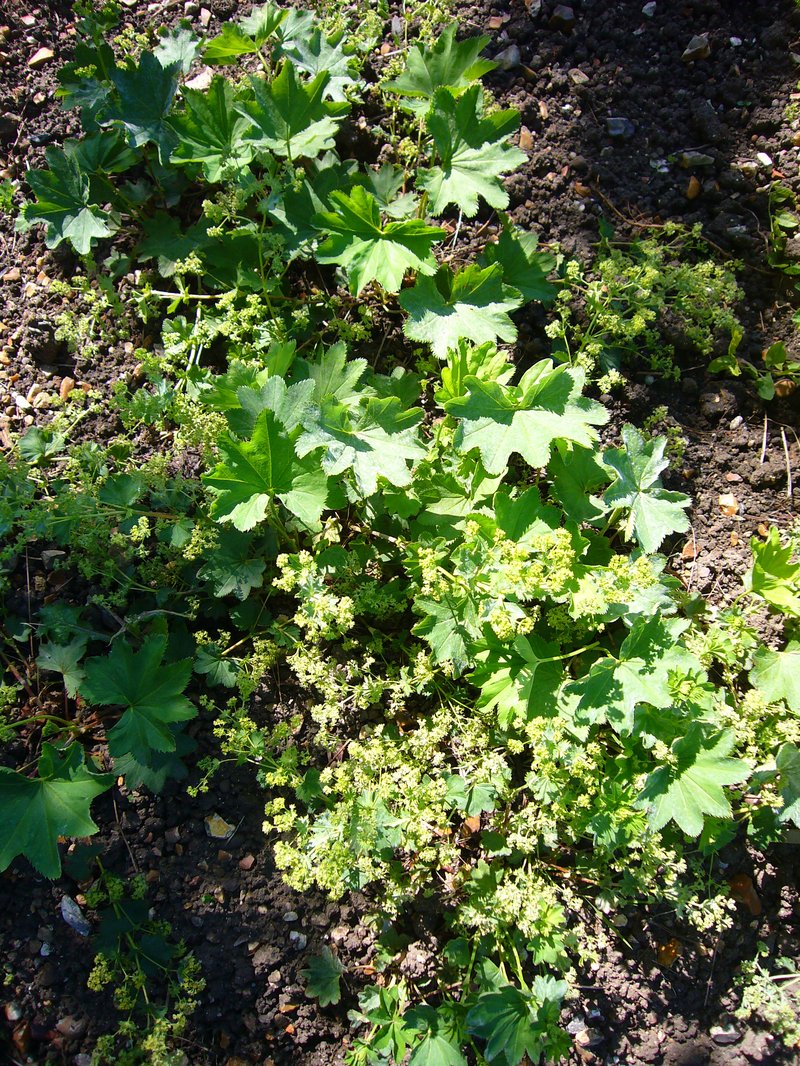 Smooth Lady's Mantle