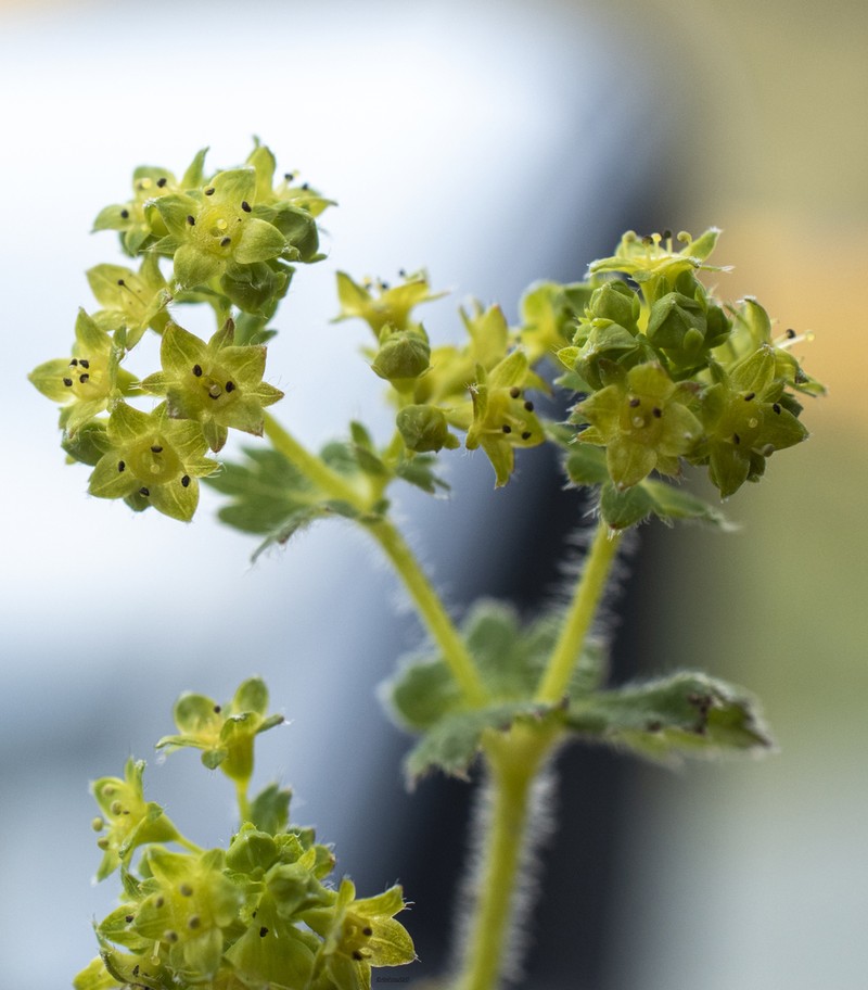 Smooth Lady's Mantle photo 2