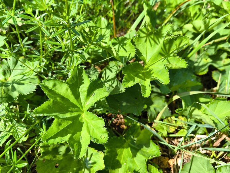 Smooth Lady's Mantle photo 4