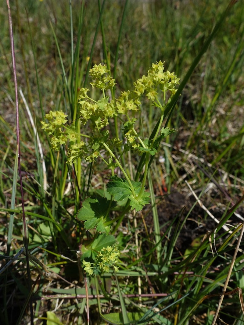 Smooth Lady's Mantle photo 5