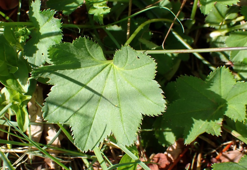 Smooth Lady's Mantle photo 6