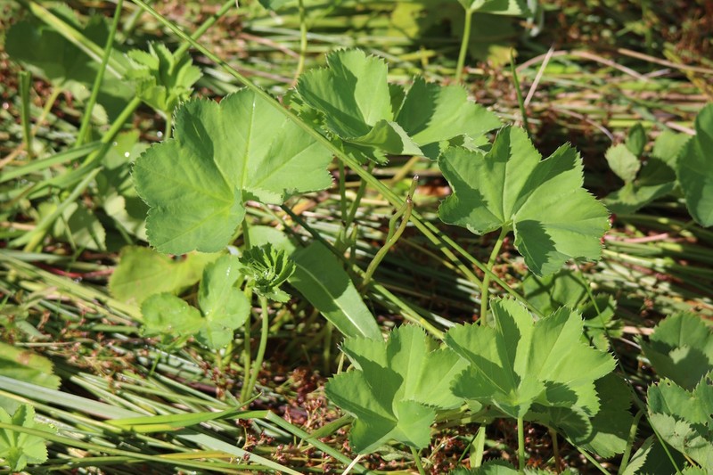 Smooth Lady's Mantle photo 7