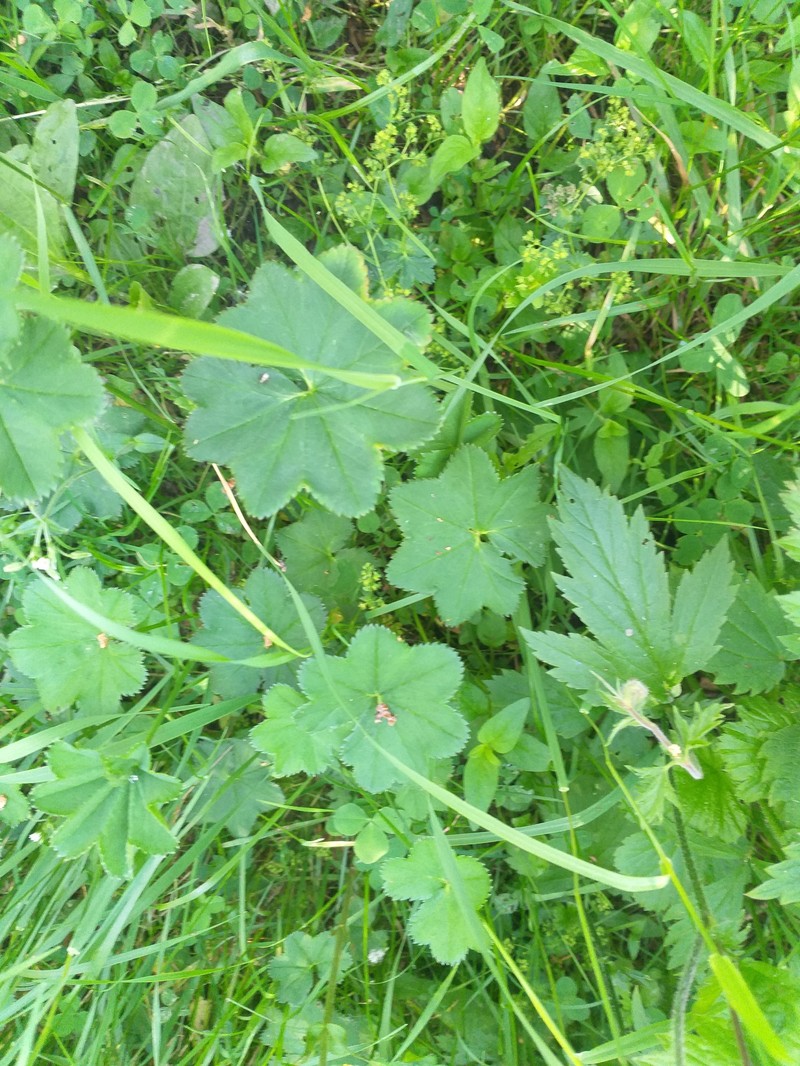 Alchemilla glabricaulis