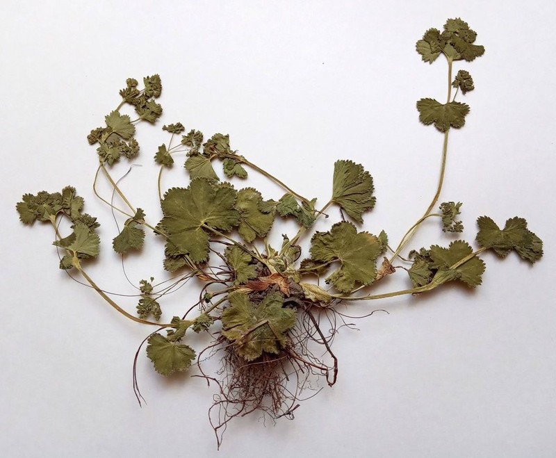 Alchemilla glabricaulis photo 2
