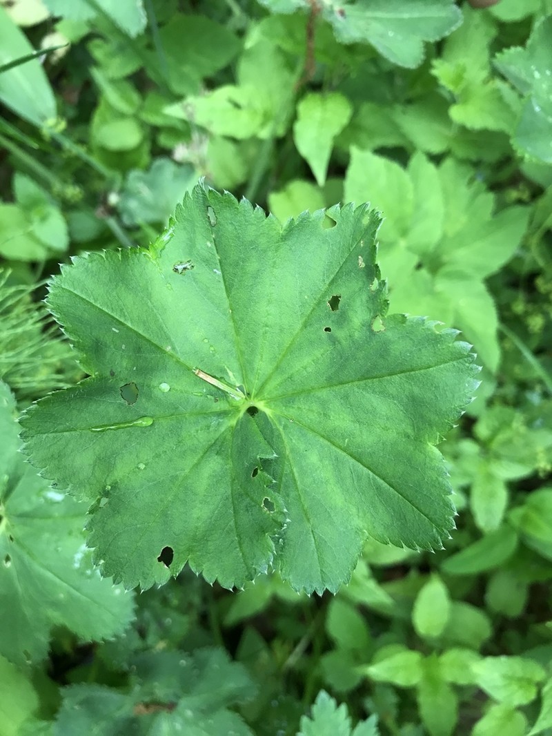 Alchemilla glabricaulis photo 3