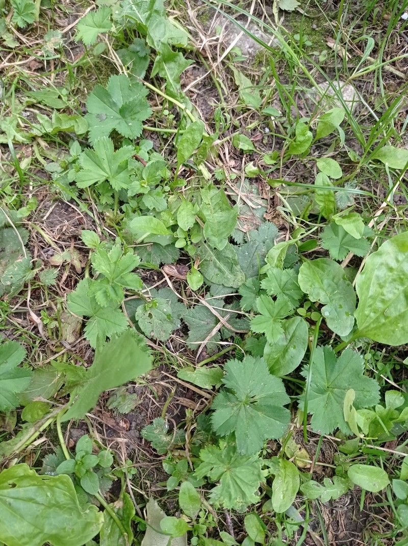 Alchemilla glabricaulis photo 4