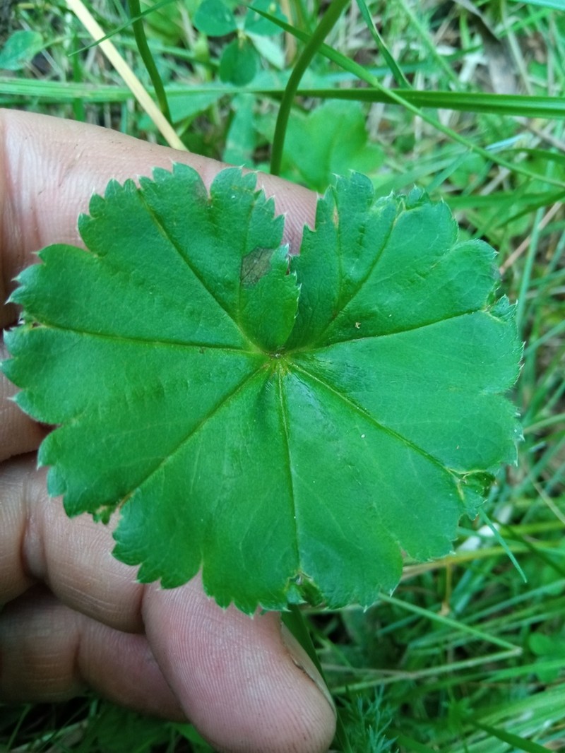 Alchemilla glabricaulis photo 5