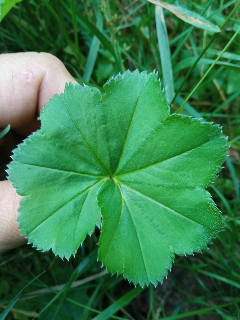 Alchemilla glabricaulis photo 6