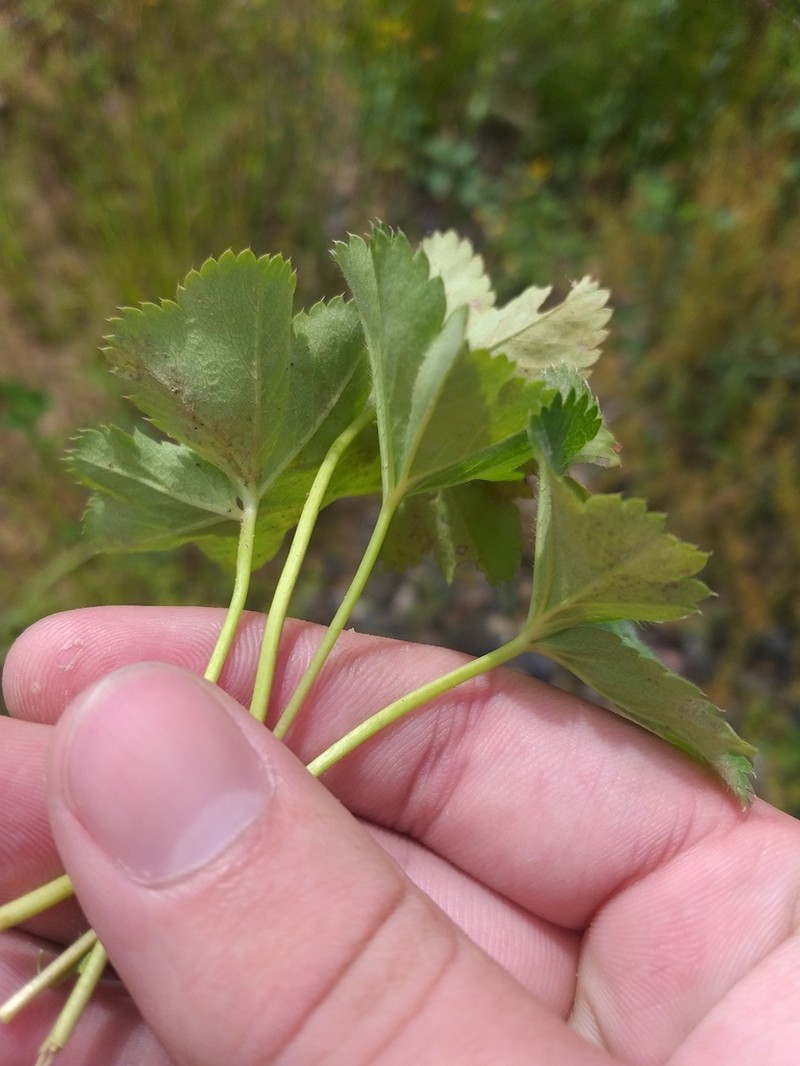 Alchemilla glabricaulis photo 7