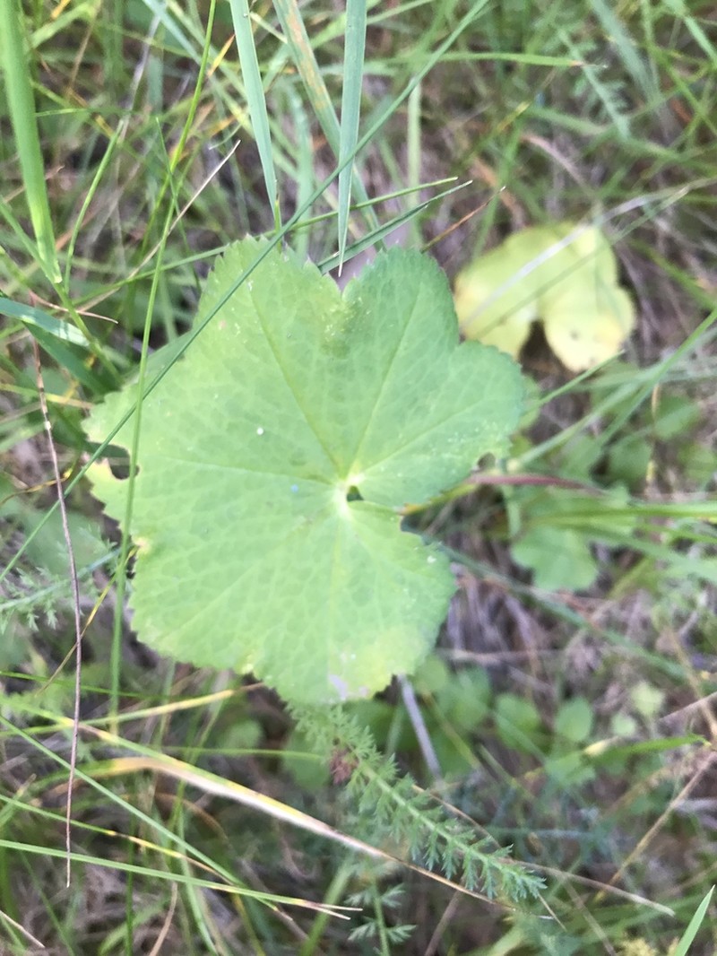 Alchemilla glabricaulis photo 8