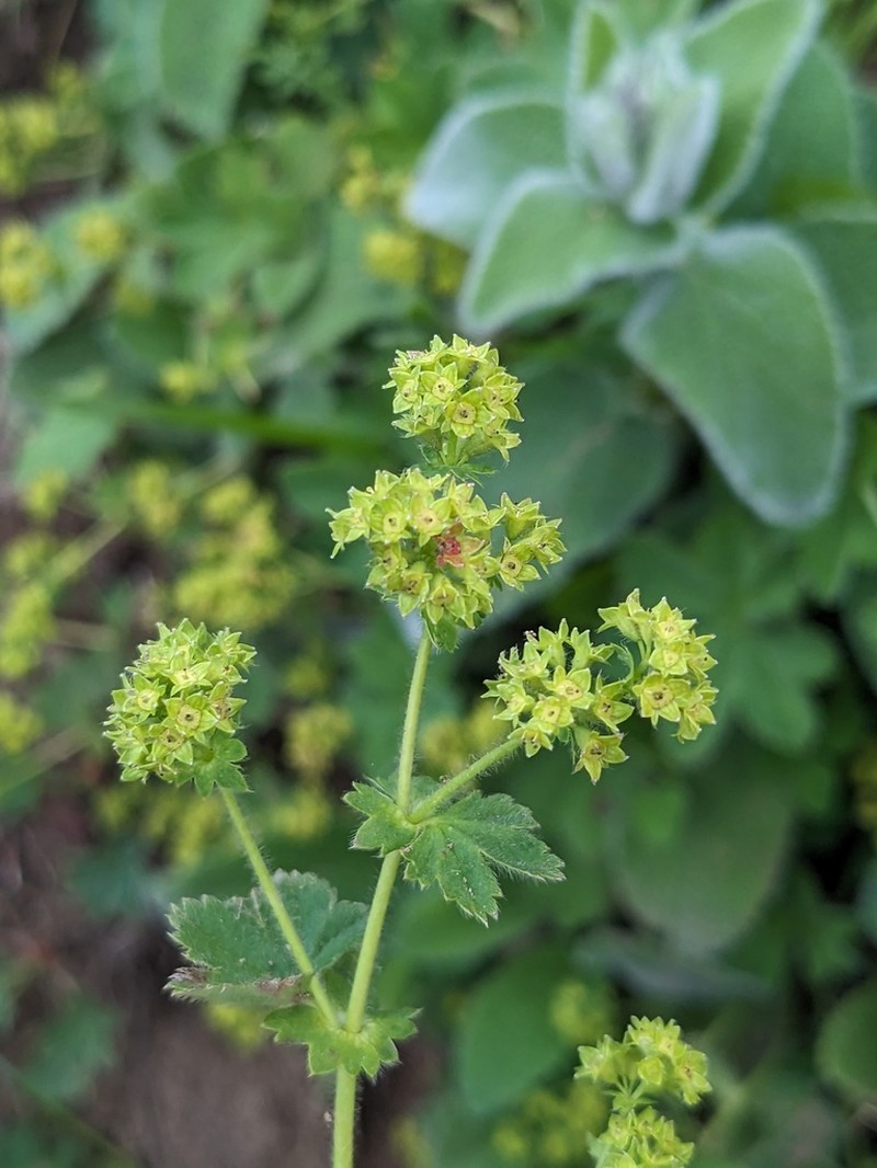 Alchemilla glaucescens photo 4
