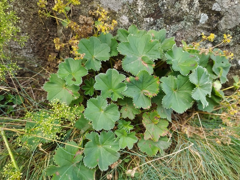 Alchemilla glaucescens photo 5