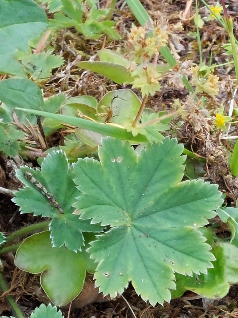 Alchemilla glaucescens photo 8