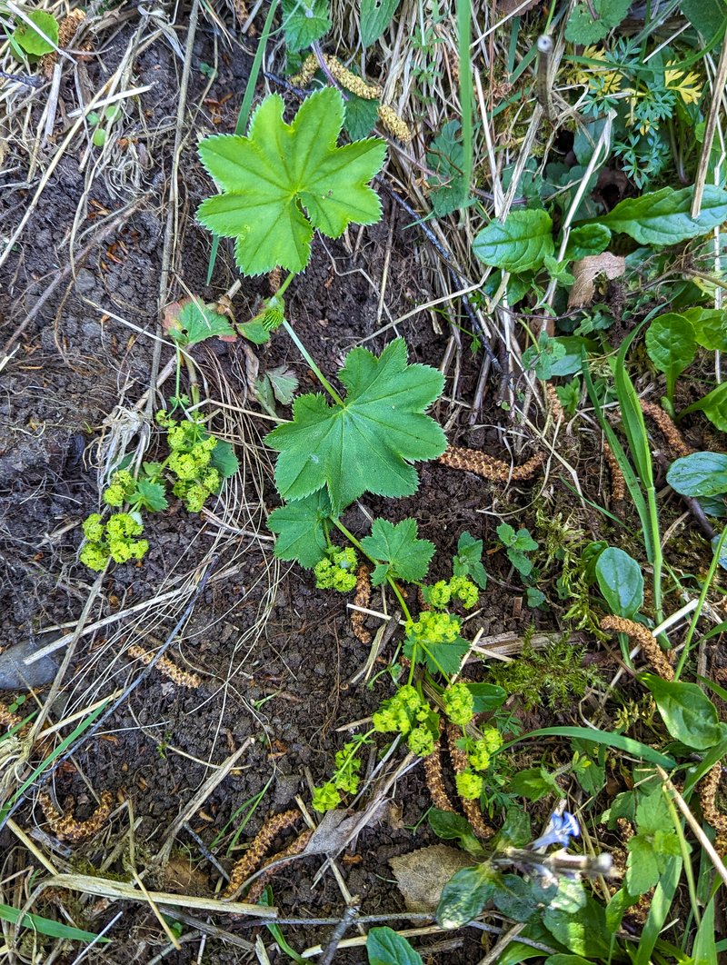 Clustered Lady's Mantle