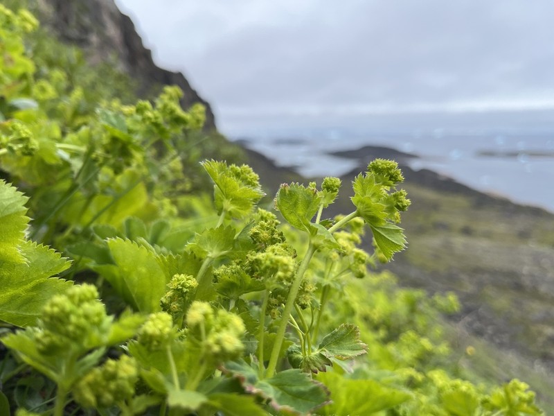 Clustered Lady's Mantle photo 2