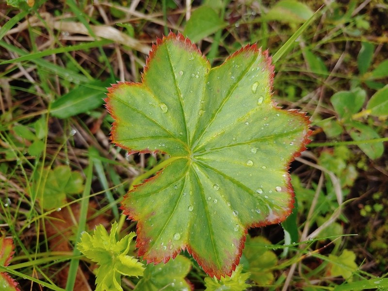 Clustered Lady's Mantle photo 3