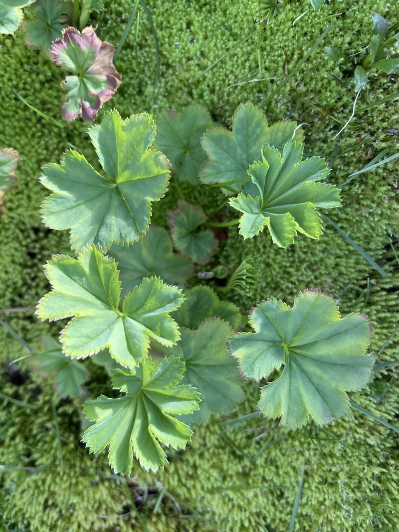 Clustered Lady's Mantle photo 4