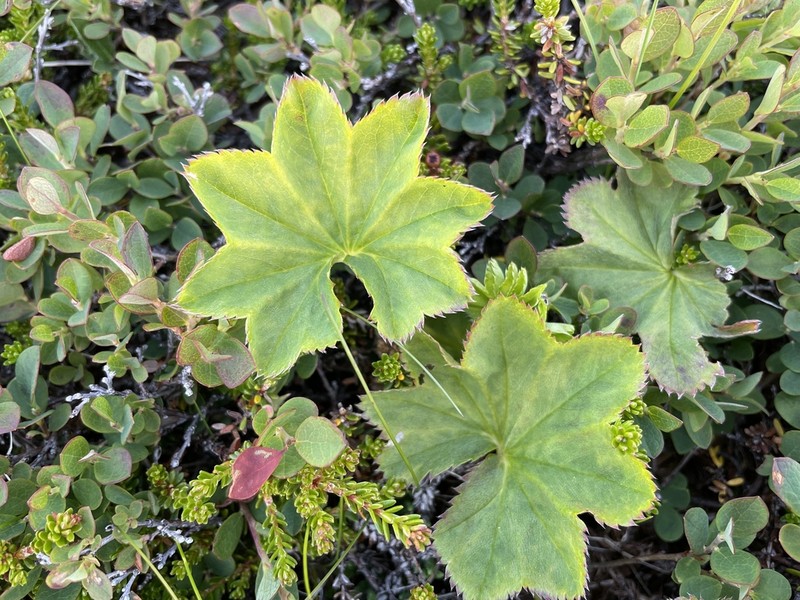 Clustered Lady's Mantle photo 5