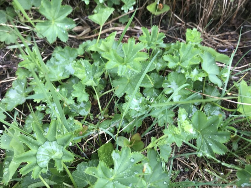 Clustered Lady's Mantle photo 6