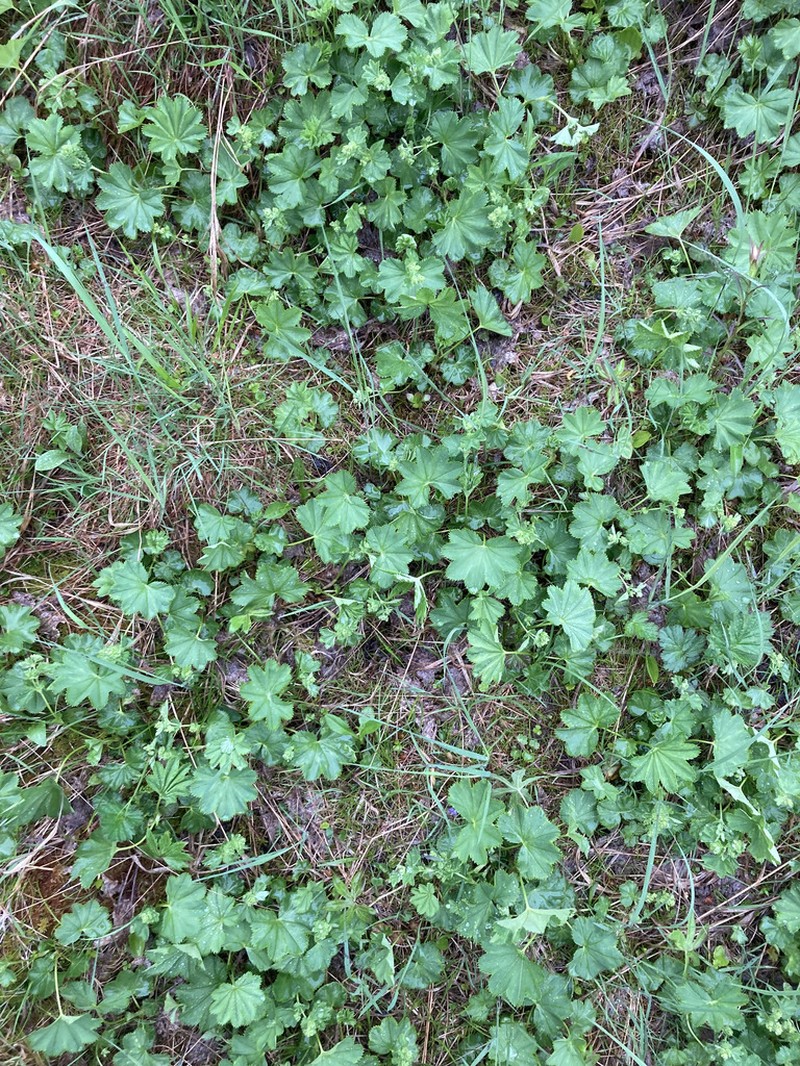 Clustered Lady's Mantle photo 7