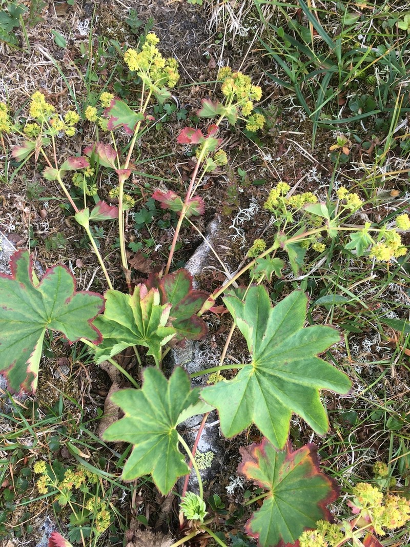 Clustered Lady's Mantle photo 8