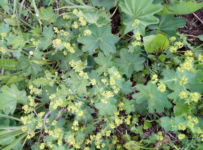 Alchemilla glyphodonta