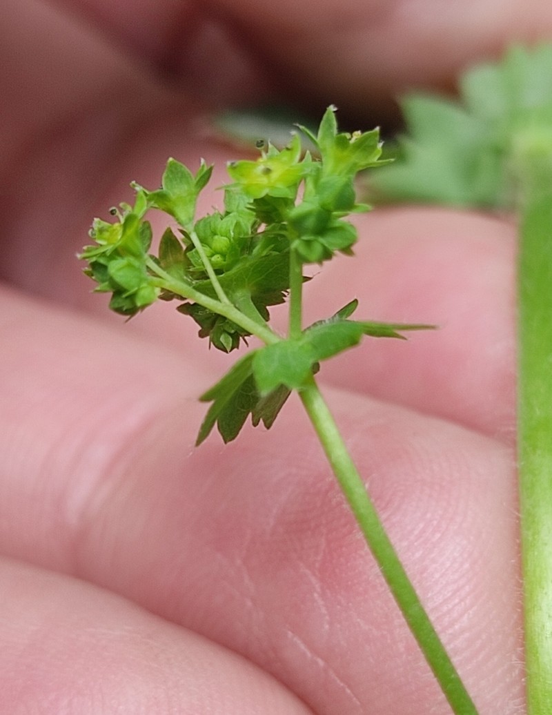 Alchemilla glyphodonta photo 2