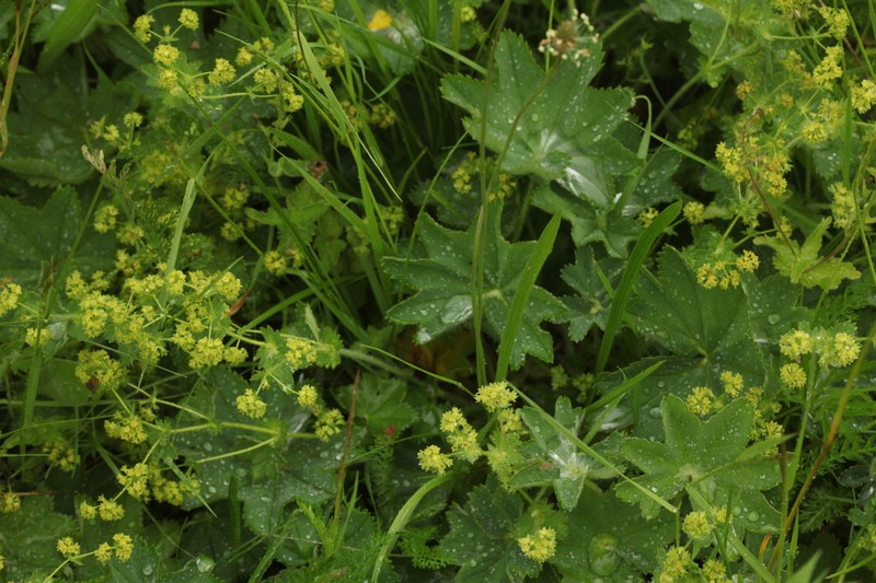 Alchemilla glyphodonta photo 3