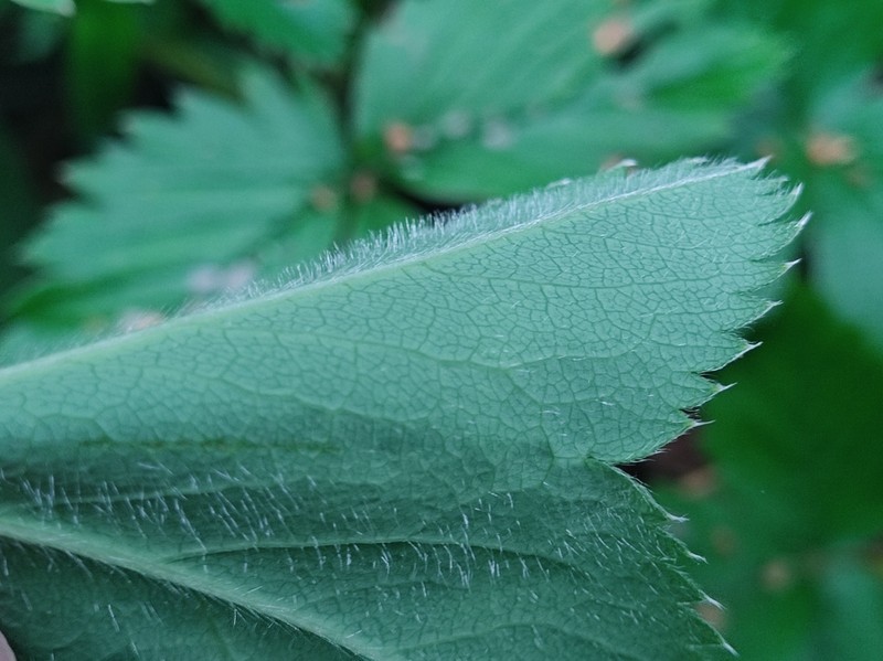 Alchemilla glyphodonta photo 4