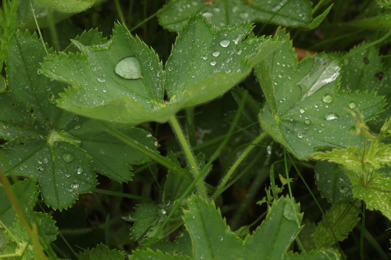 Alchemilla glyphodonta photo 5
