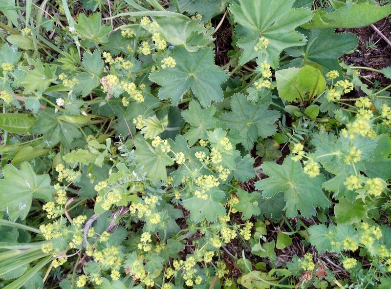 Alchemilla glyphodonta photo 6