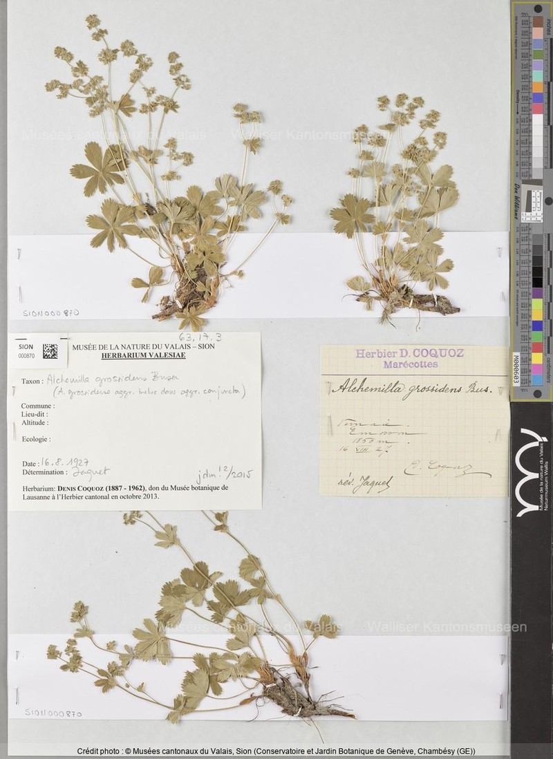 Alchemilla grossidens