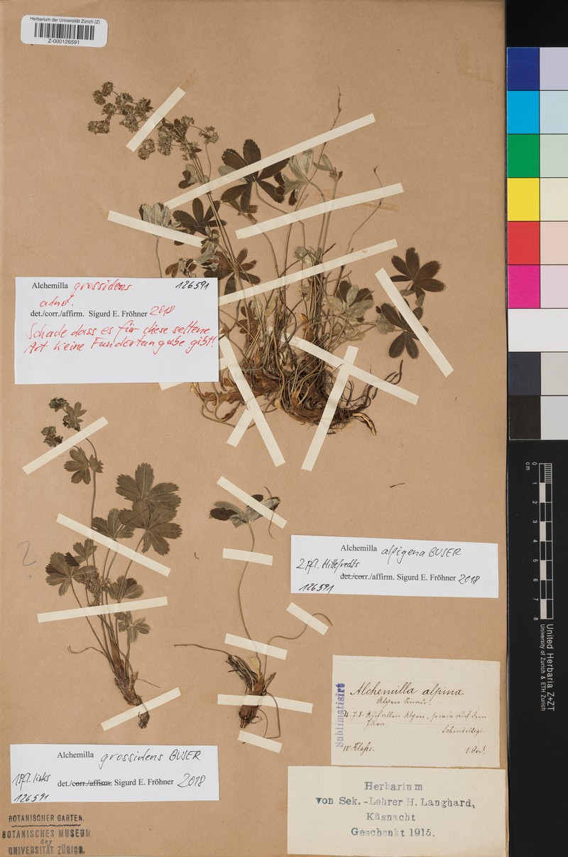 Alchemilla grossidens photo 2