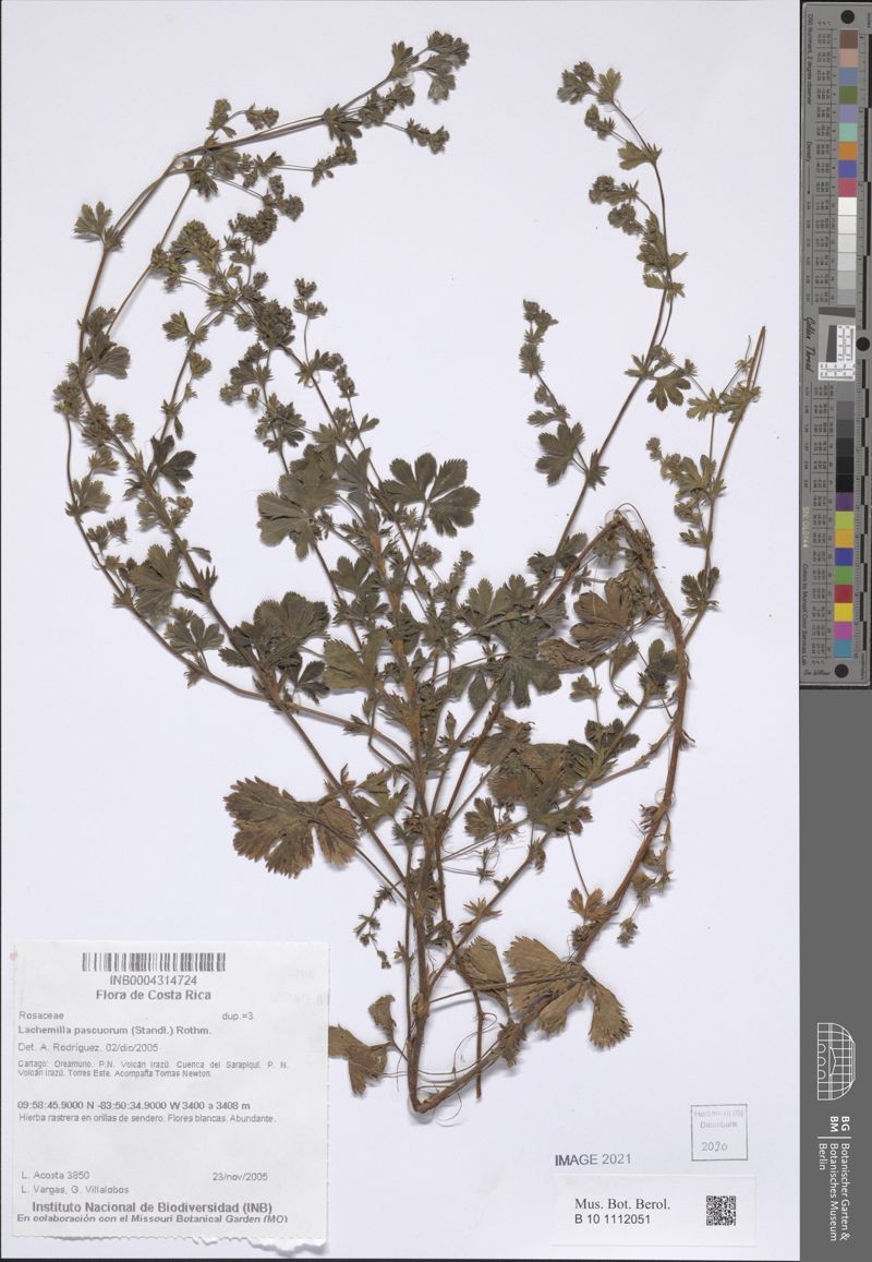 Alchemilla guatemalensis