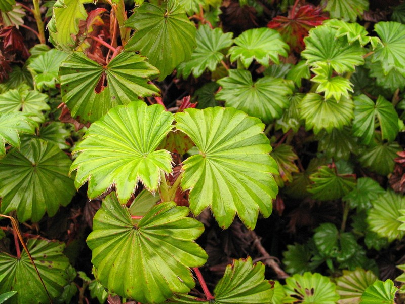 Alchemilla hageniae