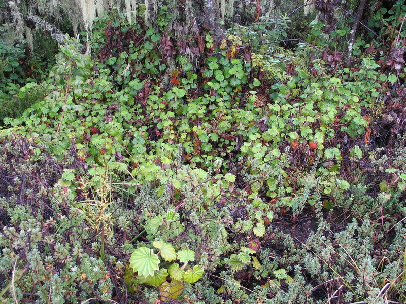 Alchemilla hageniae photo 2