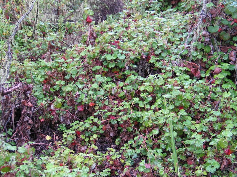 Alchemilla hageniae photo 3