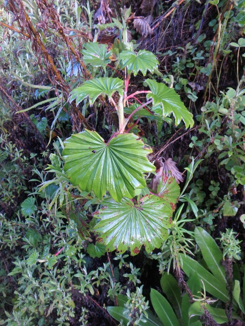 Alchemilla hageniae photo 5