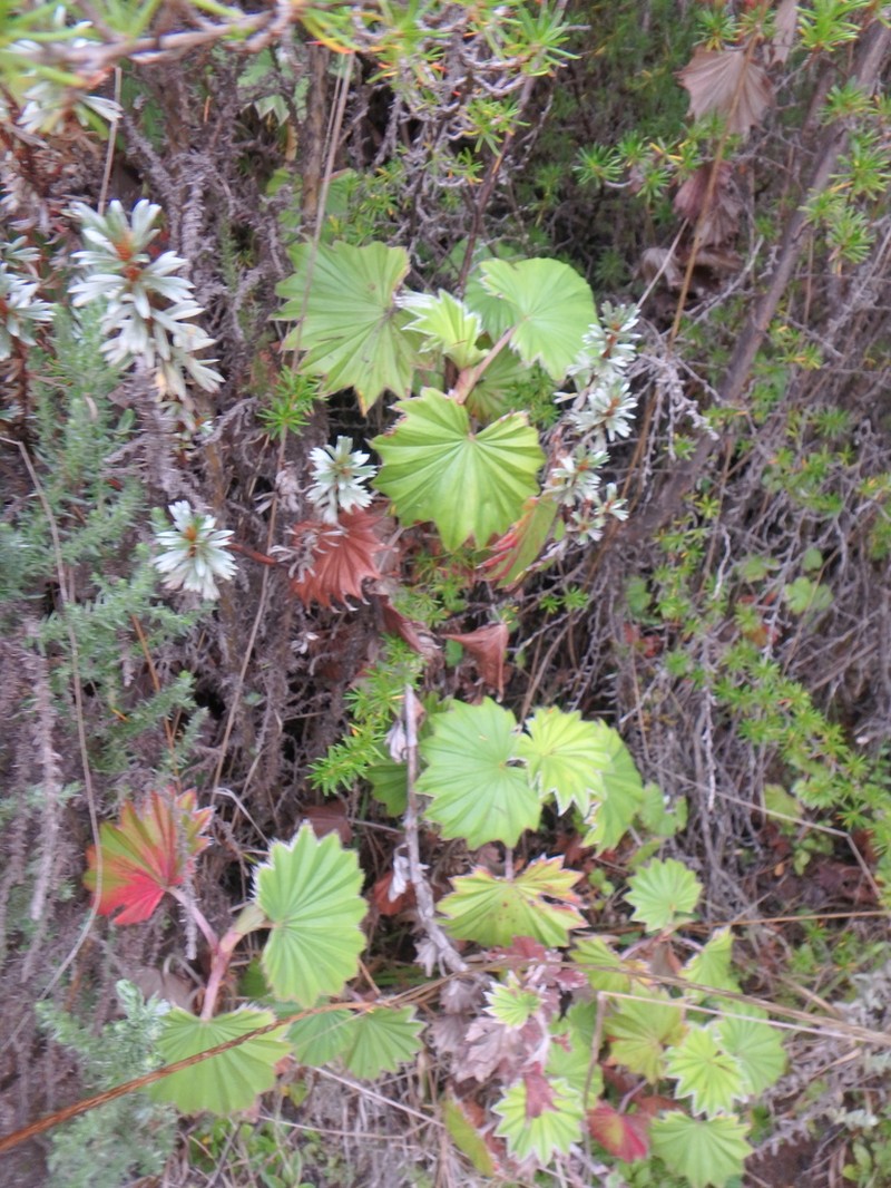 Alchemilla hageniae photo 6