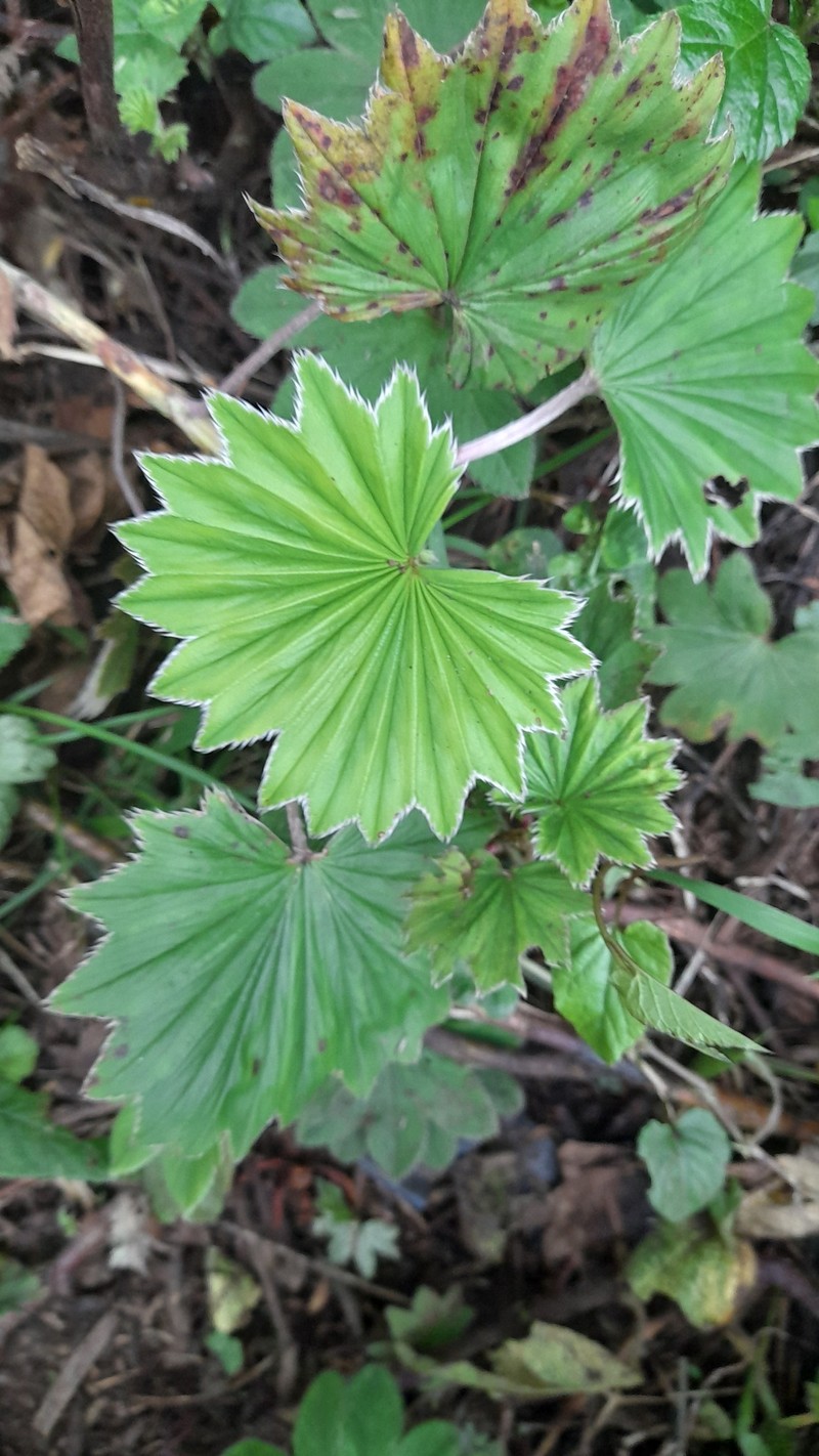 Alchemilla hageniae photo 7