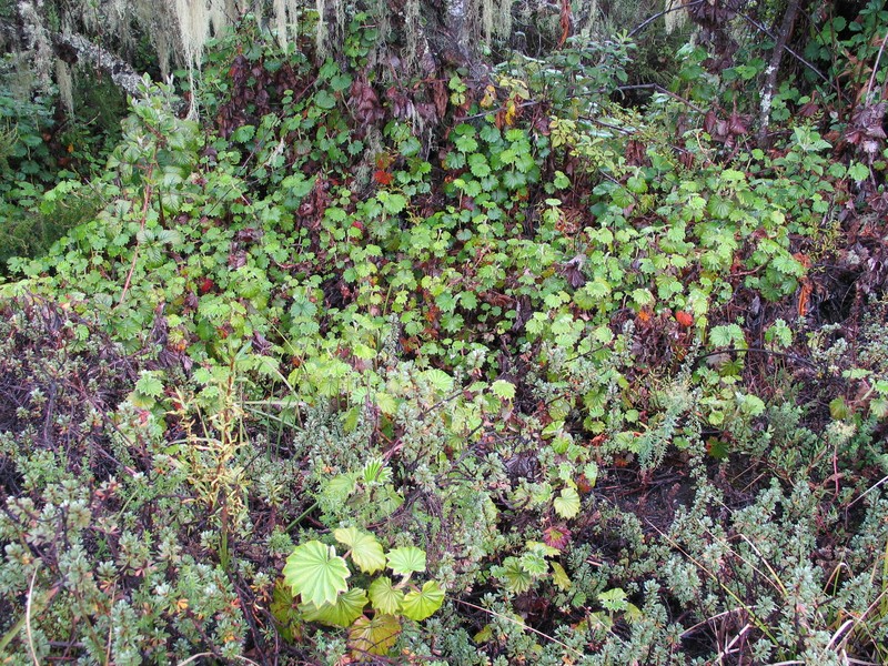 Alchemilla hageniae photo 8