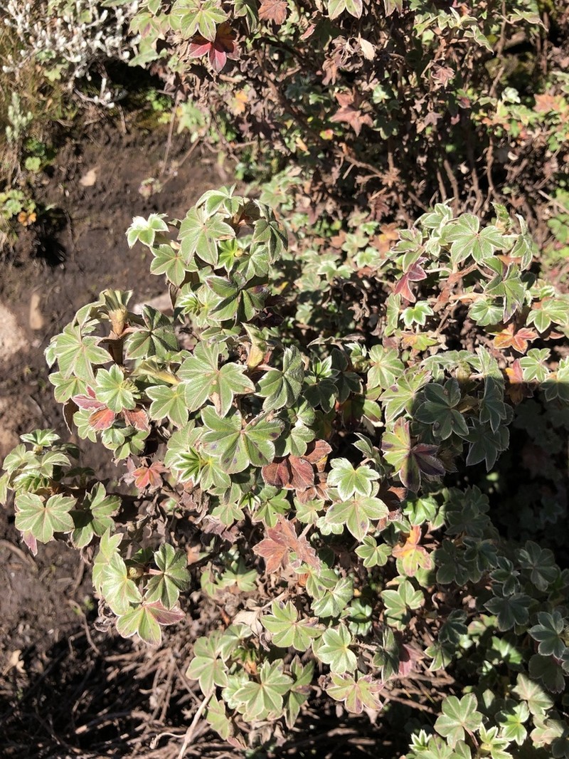 Alchemilla haumanii