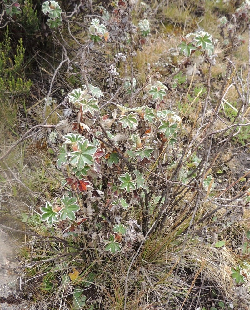 Alchemilla haumanii photo 2