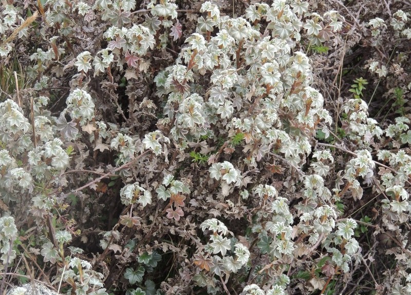 Alchemilla haumanii photo 3