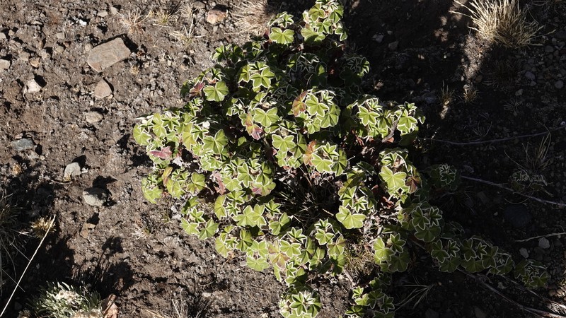 Alchemilla haumanii photo 5