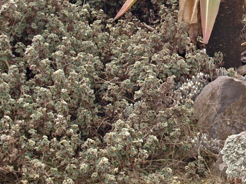 Alchemilla haumanii photo 6