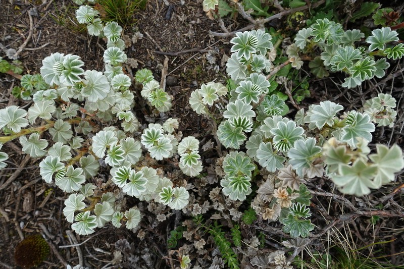 Alchemilla haumanii photo 7